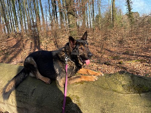 Schäferhundrüde Jonny bringt 51 Kilogramm Lebendgewicht auf die Waage. - © Catrin Segerath