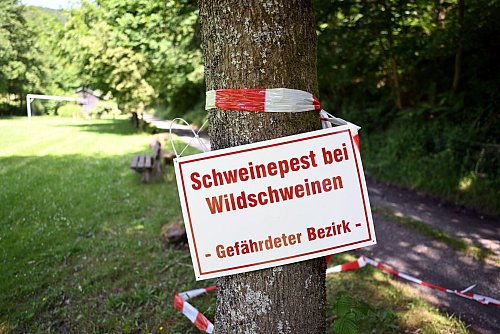 Zur Eindämmung der erstmals bei einem Wildschwein in Nordrhein-Westfalen aufgetretenen Afrikanischen Schweinepest (ASP) hat der Kreis Olpe eine Tierseuchenverordnung erlassen. - © Federico Gambarini/dpa