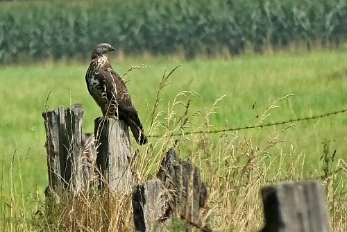 Ein Wespenbussard hält in den Hörster Feuchtwiesen Ausschau. - © Andreas Bader