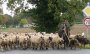 Wie bei Rosamunde Pilcher: 400 Schafe stoppen Auto-Verkehr auf B68 in Borgholzhausen