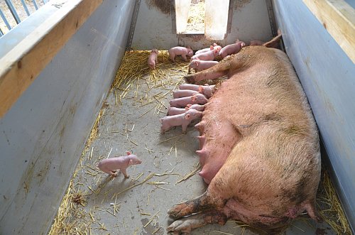Wenige Stunden alt sind die kleinen Ferkel. 14 Minischweine wuseln um ihre Muttersau herum. Der Vater Ringo ist gesondert untergebracht. - © Ekkehard Hufendiek