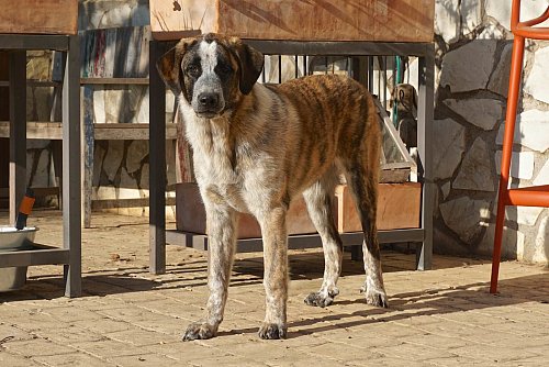 Motte (5 Mon.) ist lieb aber sehr unsicher. Sie wurde als ganz junger Welpe ausgesetzt. Ihr Selbstvertrauen muss noch aufgebaut werden. Mischlingshündin Motte braucht Menschen mit Hundeerfahrung. - © Carolin Hlawatsch