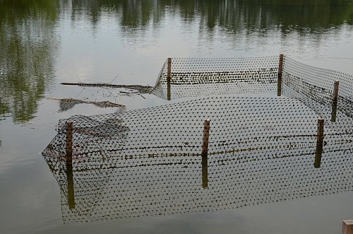 Leergeräubert: Sobald eine Einfriedung beschädigt wird, fressen die Nutrias die Wasserpflanzen – so wie hier ein Seerosenfeld. - © Jonas Damme