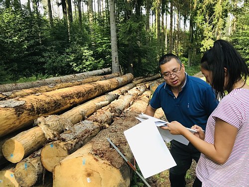 Welcher Stapel gehört uns?: Der Holzkäufer Jimin Qian gestern mal in Begleitung seiner Tochter, sucht aus der Angebotsliste des Staatsforstes den passenden Holzstapel, mioßt und zählt den Posten nach und hakt ihn von der Liste ab. Foto: Herbert Gontek - © Herbert Gontek