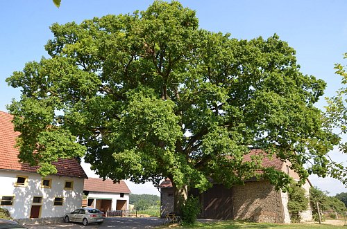 Stieleiche am Landweg: Bei einem Stammumfang von knapp vier Metern liegt ihr geschätztes Alter bei fast 300 Jahren. Doch noch beeindruckender dürfte wohl die schöne Krone mit den weit ausladenden Ästen sein. - © Ekkehard Hufendiek