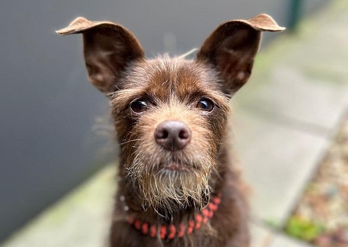 Hündin Dallas mit dem einmaligen Gesicht. - © Tierschutzverein Bielefeld