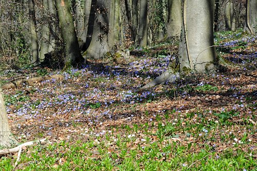 Der violette Blütenteppich macht jedes Jahr wieder Lust auf Frühling. - © Rolf Uhlemeier