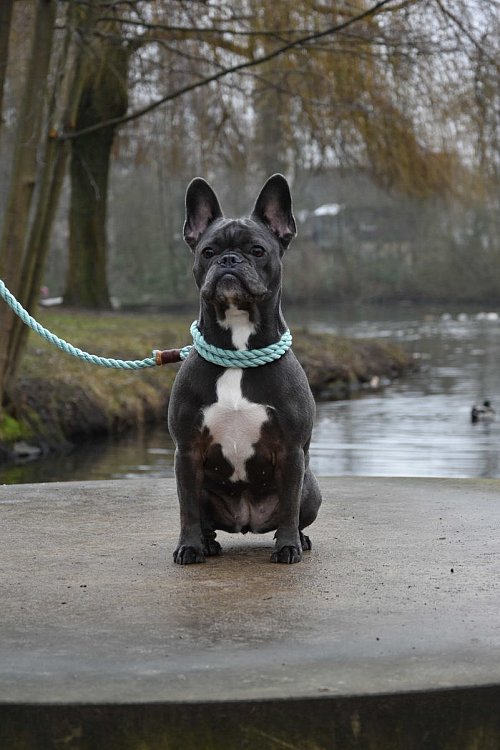 Rassehunde sind so gut wie ausverkauft. - © Birgit Nolte