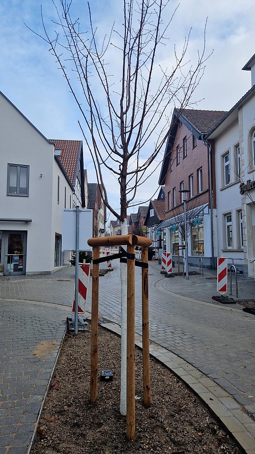 Die ersten Kirschbäume wurden bereits gepflanzt. - © Uwe Pollmeier