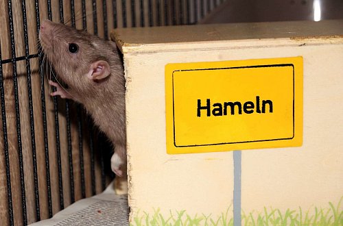 Legendäre Märchenstory: Copper aktualisiert die Geschichte vom berühmten Rattenfänger von Hameln. - © Edwin Rekate