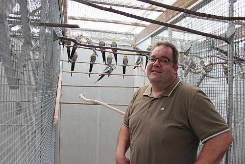 In der Voliere: Thomas Zessin fühlt sich zu Hause bei seinen Nymphensittichen, die zu seinen Lieblingsvögeln zählen, sehr wohl. - © Rita Sprick, HK