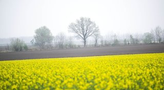 Titel - Copy