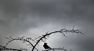 Titel - Copy