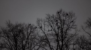 Titel - Copy