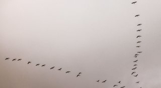 Titel - Copy