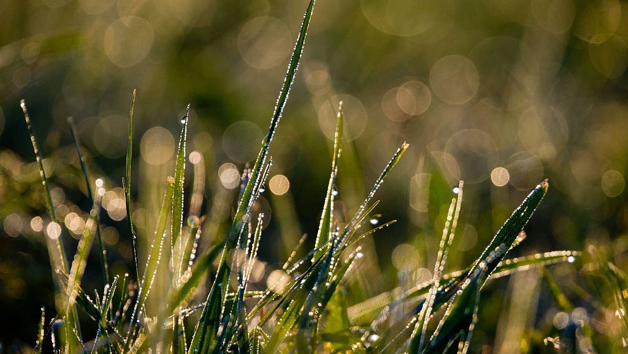 Mähen im Herbst ist wichtig, denn der Rasen sollte im Winter nicht zu lang sein. | © Patrick Pleul/dpa/dpa-tmn