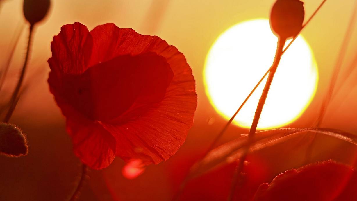 Heiß war es oft im Sommer und es fiel zu wenig Niederschlag. (Archivbild). | © Matthias Bein/dpa