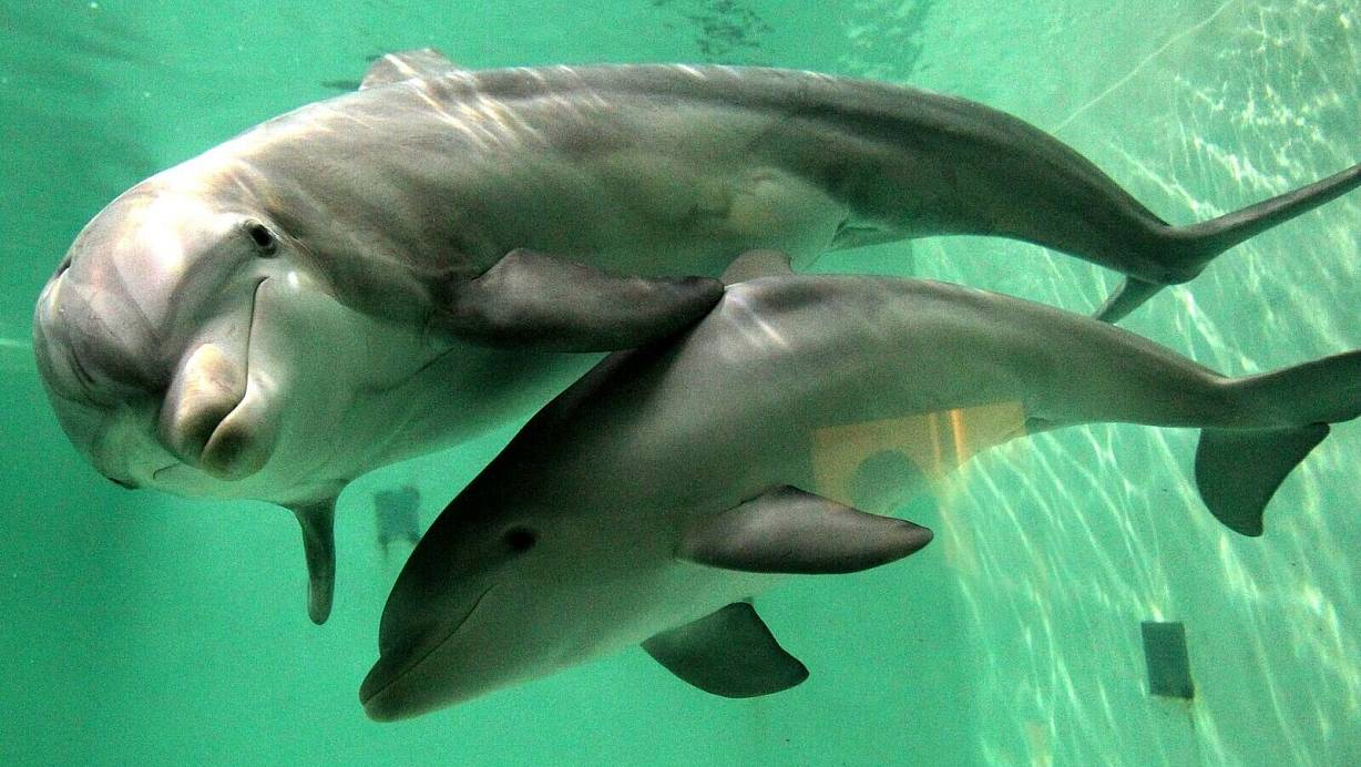 In Australien müssen Jetski-Fahrer großen Abstand zu Meeressäugern halten. (Symbolbild) | © picture alliance / dpa