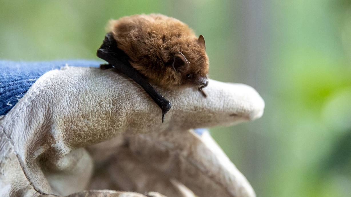 Wer eine Fledermaus findet und bergen will, sollte stets Handschuhe tragen. | © Daniel Karmann/dpa/dpa-tmn