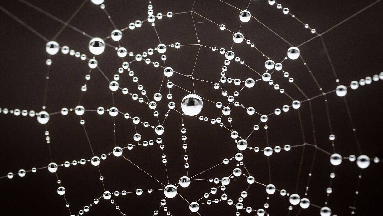 Feine Wassertropfen haben sich bei auf einem Spinnennetz abgesetzt. Forscher haben erstmals Spinnennetze auf kleinste Plastikteilchen untersucht. | © Frank Rumpenhorst/dpa
