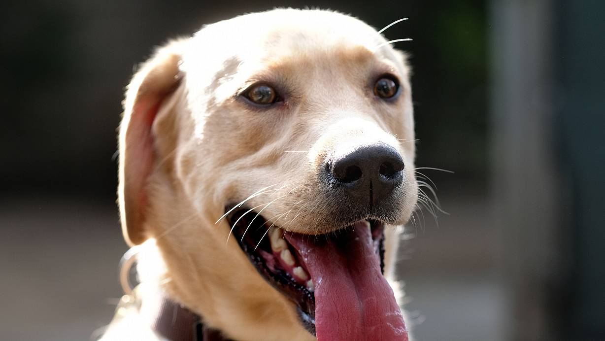 Jeannie ist ein Labrador: fröhlich, glücklich, agil. | © Andreas Frücht
