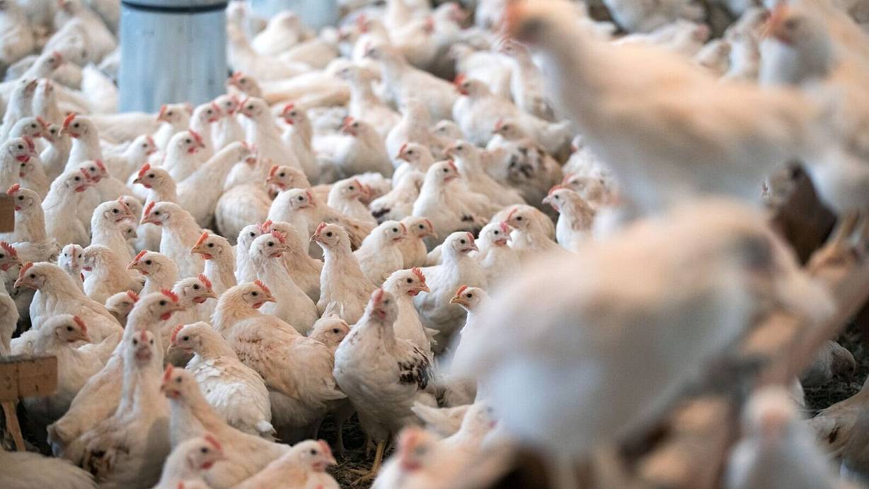 Für Geflügel im Kreis Kleve gilt wegen eines Geflügelpest-Ausbruchs in einer Schutzzone ab Samstag eine Stallpflicht | © Jens Büttner/dpa-Zentralbild/dpa
