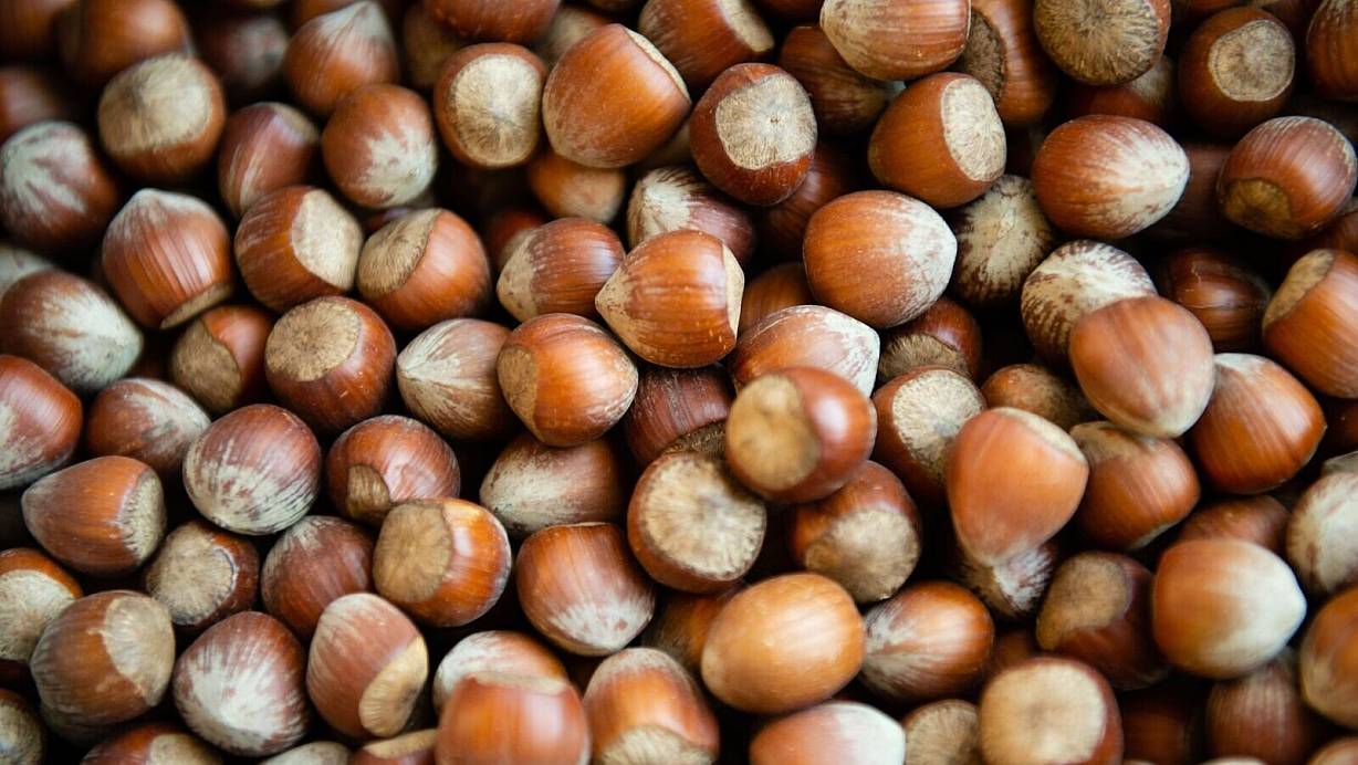 Die Haselsnussernte ist in Italien so schlecht ausgefallen wie seit Jahrzehnten nicht mehr. (Archivbild) | © Lisa Ducret/dpa