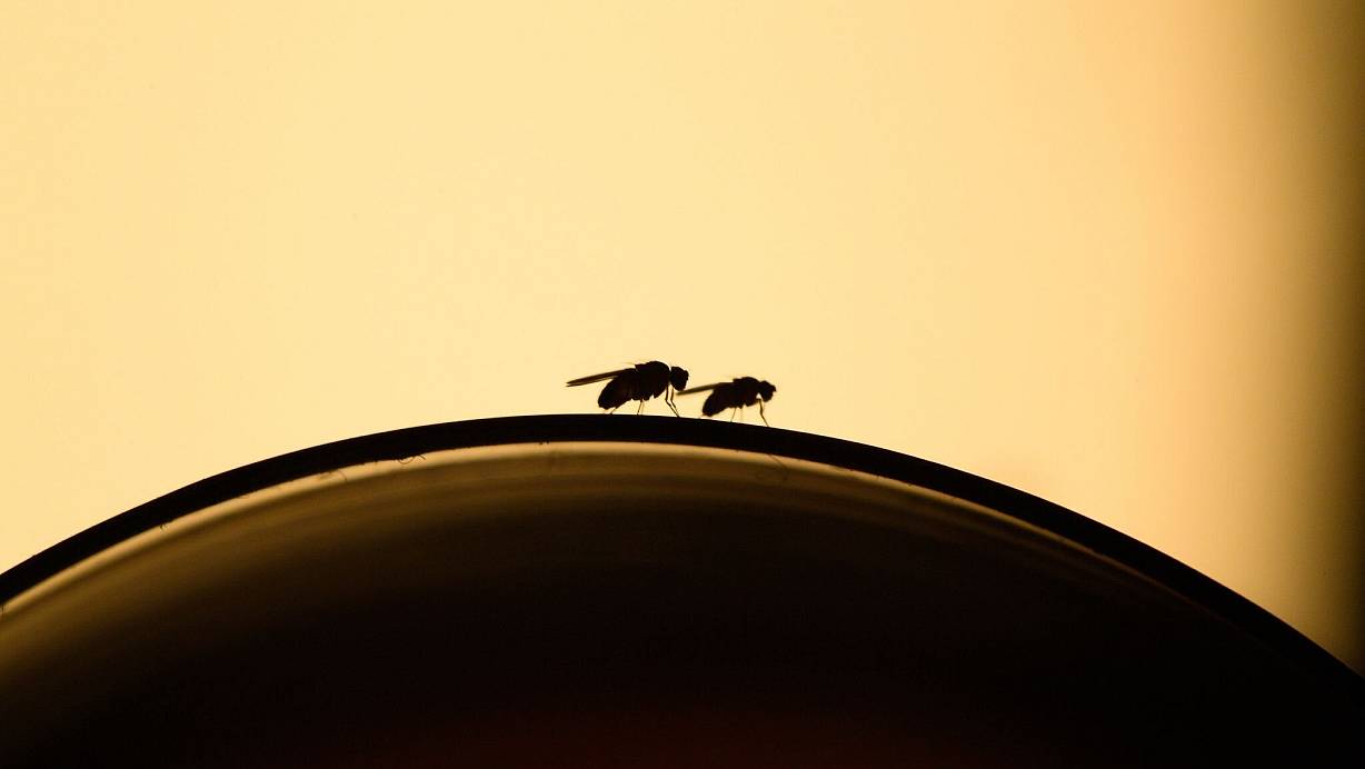 Lästige Fruchtfliegen: Mit ein paar Handgriffen kann man einen Befall vermeiden. | © Klaus-Dietmar Gabbert/dpa-tmn