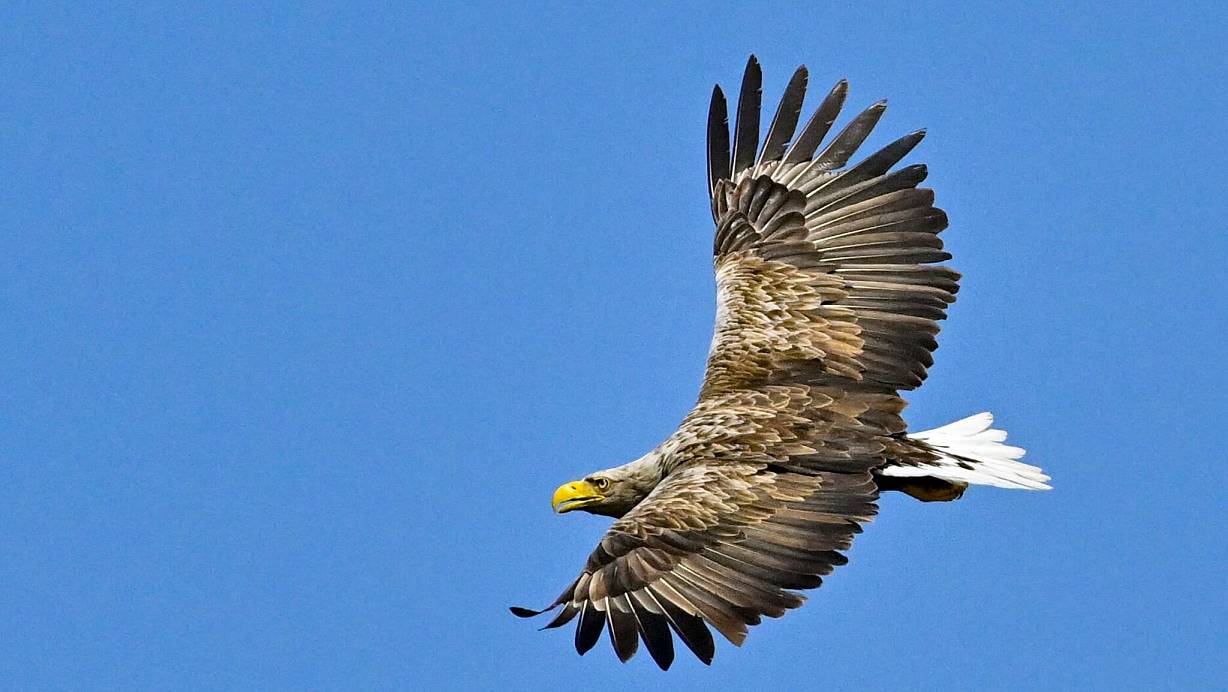 Beeindruckende Erscheinung: Der Seeadler gilt mit einer Flügelspannweite von bis zu 2,60 Metern als größter europäischer Greifvogel. | © Patrick Pleul/dpa/dpa-tmn