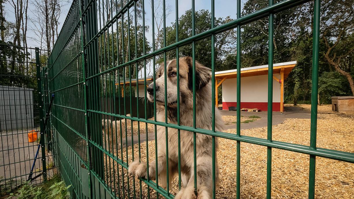 Zum neuen Konzept des Tierheimes gehören zwei Gruppen-Hundehäuser mit je 200 Quadratmeter großen Ausläufen. | © Susanne Lahr