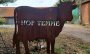 Suche auf Haller Bauernhof eingestellt: Vermisstes Kalb tot aufgefunden