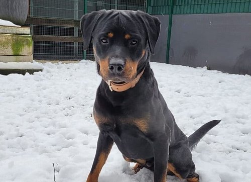 Loki gehört nicht in Anfängerhand. - © Tierschutzverein Bielefeld
