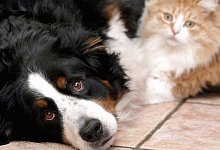 Agrarministerium empfiehlt Schutzmassnahmen fuer Katzen und Hunde - 1 - ddp