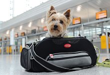 Ein Yorkshire Terrier sitzt am Flughafen in Transporttasche - Tobias Hase/dpa-tmn