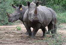 Nashorn-Hörner am Flughafen Singapur sichergestellt - Kristin Palitza/dpa