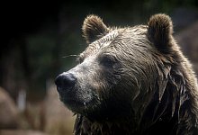 Grizzlybär-Bestände in den Rocky Mountains erholen sich - Brontë Wittpenn/San Francisco Chronicle via AP/dpa