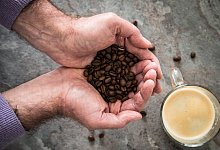 Ein Mann hält Kaffeebohnen in den Händen - Christin Klose/dpa-tmn