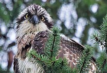 fischadler2 - Holger Bekel-Kastrup