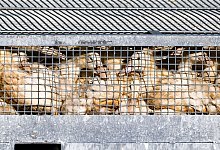 Vogelgrippe - Frank Hammerschmidt/dpa