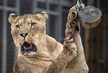 Löwin im Zoo - Ben Birchall/PA Wire/dpa Löwin im Zoo - Ben Birchall/PA Wire/dpa