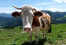 Eine Kuh steht auf einer Weide - Merle Schmalenbach/dpa-tmn