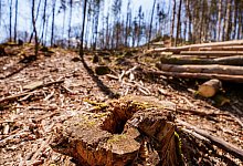 Zustand des Waldes - Andreas Arnold/dpa Zustand des Waldes - Andreas Arnold/dpa