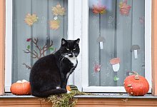 Katze sitzt auf einer herbstlich geschmückten Fensterbank - Patrick Pleul/dpa/dpa-tmn