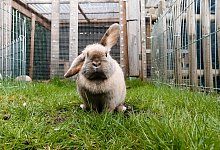 Ein Kaninchen sitzt in einem Außengehege - Markus Scholz/dpa-tmn