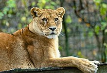 Löwen in Zoo in Neuseeland sollen eingeschläfert werden - Patrick Pleul/dpa Löwen in Zoo in Neuseeland sollen eingeschläfert werden - Patrick Pleul/dpa