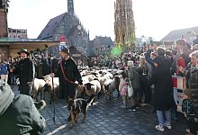 Schafe ziehen über den Hauptmarkt zu ihren Winterweiden - Daniel Löb/dpa Schafe ziehen über den Hauptmarkt zu ihren Winterweiden - Daniel Löb/dpa
