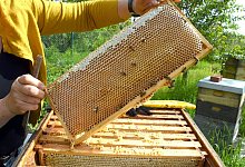 Hobbyimkerin im Süden Leipzigs - Waltraud Grubitzsch/dpa