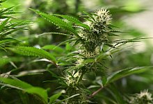 Symbolbild Cannabis-Anbau - Martin Schutt/dpa Symbolbild Cannabis-Anbau - Martin Schutt/dpa