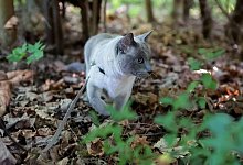 Katze erkundet an der Leine ein Waldstück - Karolin Krämer/dpa-tmn Katze erkundet an der Leine ein Waldstück - Karolin Krämer/dpa-tmn