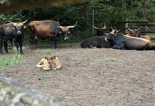 img_9233 - Jan Husmann